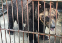 Bear Locked In Tiny Cage For 17 Years Feels The Taste Of Freedom For The First Time In His Life