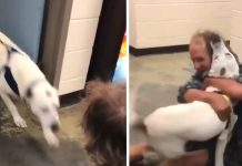 Homeless Man’s Dog Goes Missing, And Shelter Sets Up Their Reunion