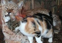 Kitten Breaks Into The Zoo And Befriends A European Lynx