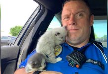 Rescue Kittens Can’t Stop Cuddling With The Police Officer Who Saved Their Lives
