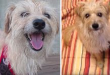 Dog Is Thrown From Balcony, Family Doesn’t Want Her Because She’s ‘Ugly’