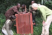 Chimp Gives Jane Goodall Emotional Goodbye Before Release