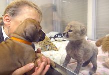 Dog And Cheetah Befriend While Babies, Now Two Years Later They Still Won’t Leave Each Other’s Side