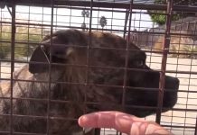 This Stray Dog Has A Secret That Will Warm The Cockles Of Your Heart!