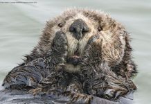 10 Funniest Entries From The 2019 Comedy Wildlife Photography Awards