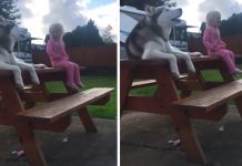 Dog And Little Girl Have Conversation In Their Own Language