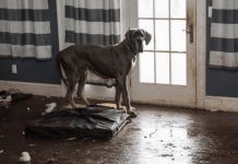 Dog Rescued From “Nightmare Mansion” Got A Chance For A Better Life