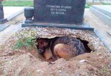 Dog Was Grieving For Lost Owner In Grave But Has A Litter Of Puppies