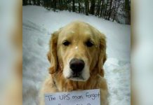 Dog Sneaks Into Ups Truck And Rides Across Town, Wears Note Describing Rebellious Act