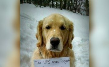 Dog Sneaks Into Ups Truck And Rides Across Town, Wears Note Describing Rebellious Act