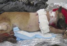 Dog Is Shot 4 Times While Saving Soldier’s Lives. One Soldier’s Thank You Has Gone Viral