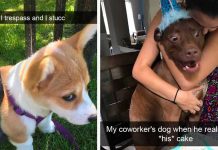 Try Not To Laugh At These 31 Hysterical Dog Snapchats. It’s Nearly Impossible!