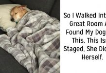 25 Hilarious Times Dogs Were Caught Acting Extremely Weird