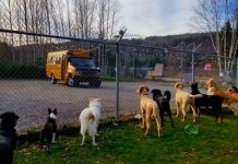 These Dogs Are About To Go Home From ‘Daycare’ In The Sweetest Way Possible