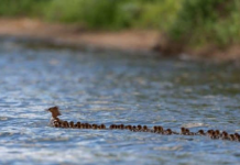 People Can’t Get Enough Of This Video Of “Super Mom” Duck Towing Her 76 Ducklings