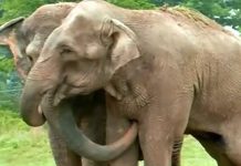 Watch This Emotional Reunion Between Two Circus Elephants That Hadn’t Seen Each Other In 22 Years