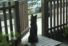 This Dog Barks At Her Everyday, But Then The Unexpected Happened!