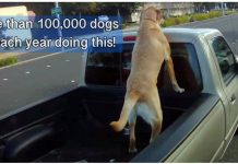 Stop Putting Dogs In Truck Beds, More Than 100,000 Dogs Die Each Year