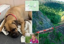 Loyal Bullmastiff Walked 125 Miles Through Siberian Forests To Reunite With The Owner Who Rejected Her And Sent Her Back To Kennel