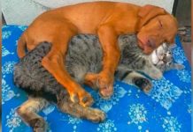 8 Cats And Dogs That Prove You Don’t Need To Be The Same Species To Be Best Friends