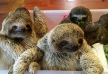If You Have Never Heard A Sloth ‘Speaking’, Here’s Your Chance