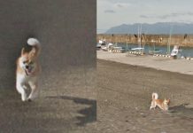 Dog Chases Google Street View Camera And ‘Ruins’ Every Frame