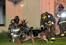 Family Dog Helps Firefighters Get Children Out Of A Burning House
