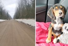 Puppy Dumped To Die In Cold Ditch On Lonely Road, Rescue Leads To A Dark Story