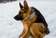 He was born different and grew up fearing humans, but now he’s loved around the world