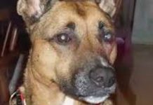 Dog Stares At Family Before Bed, Then Are Told Heart-wrenching Reason Why