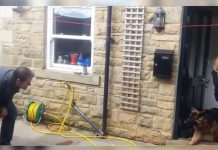 German Shepherd’s Reaction After Her Dad Shows Up After Long Time Goes Viral