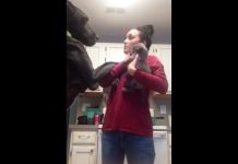 Great Dane Gets Jealous Of The New Puppy And Throws The Most Hilarious Tantrum