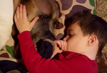 Dog Pushes Himself To Walk Again So He Can Be With His Favorite Boy