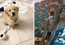 16 Guilty-Looking Dogs Who Didn’t Make The Mess