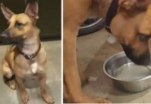 ‘Feral’ Rescue Dog Becomes Best Friends With Hummingbird