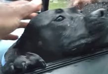 Hungry Stray Walks Up To Stranger’s Car, The Driver Makes The Mistake Of Offering Food