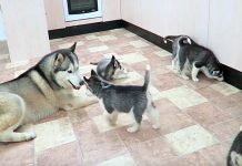 Rambunctious Husky Daddy Meets His 9 Pups For First Time – Outcome Doesn’t Disappoint