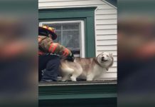 Husky Stuck On Rooftop Gives His Rescuer The Cutest “Thank You” Ever