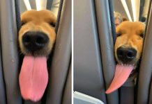 Entertaining Pup Makes The Most Out Of His First Long Flight