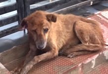 Old Street Dog Was In A Lot Of Pain, But He Still Managed To Wag His Tail