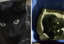 Male Cat Found Cuddling Kittens Abandoned In A Recycling Bin On The Road