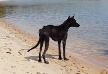 Skeletal Dog Runs After Man When His Ship Docks At Deserted Island