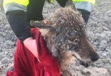 Men Save Dog From Icy River Then Realize Mistake