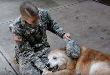 Senior Dog Can’t Stand Up Anymore, But Watch When She Sees Her Soldier Back Home!