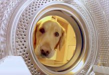 Golden Retriever Steals Back Her Plush Teddy Bear From The Washing Machine