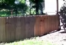 Man Builds High Fence To Prevent Dog From Escaping The Yard But Fails Miserably And Has Us All In Stitches