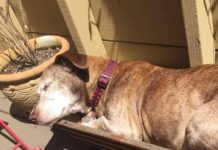 Dog Sleeps On Street For 11 Years – Wakes Up From Nap And Discovers His Whole World Has Changed