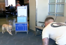 Soldier Turns Around To See His Former Military Dog Running Right Into His Arms