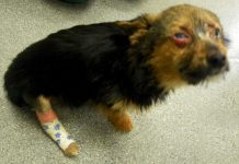 Teens Set Dog On Fire And Break His Legs, But He Survives And Still Loves Humans