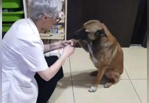 Pharmacist Noticed A Stray Dog At Her Door And Knew She Was In Need Of Help